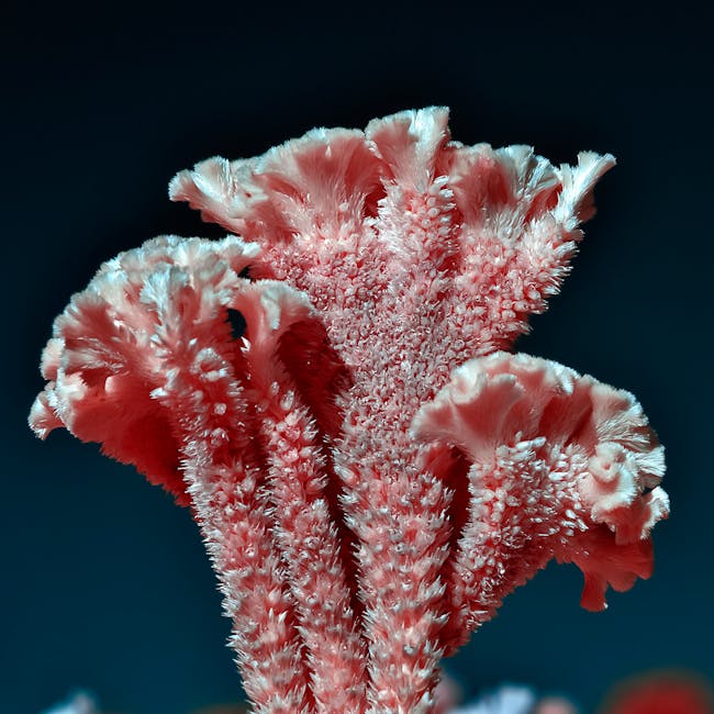 Misturar Café com Azeite: O Segredo para Reduzir a Ansiedade?