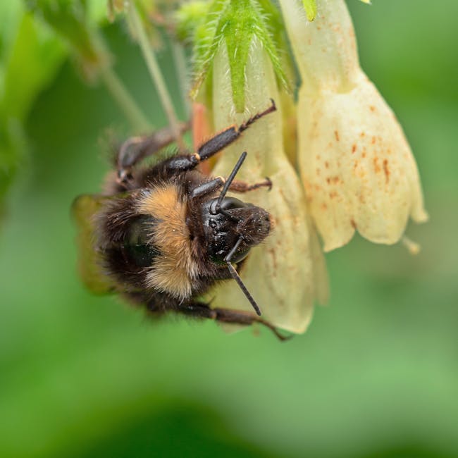 10 Dicas para Manter Seu Jardim Livre de Escorpiões
